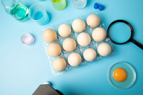 新鮮無菌蛋食品安全農業科技食品培育攝影圖 插畫 下載至來源處